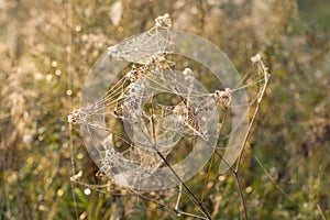 Web or cobweb with dew drops in the early dawn