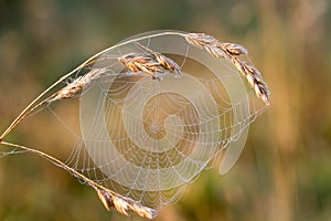 Web or cobweb with dew drops in the early dawn