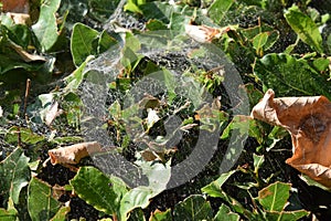 spider in a web in search of prey closeup