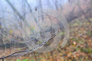 Web cobweb spiderweb net tissue spider`s web. Web in the autumn forest. Water droplets on the spider`s web.