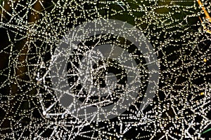 Web cobweb spiderweb net tissue spider`s web. Web in the autumn forest. Water droplets on the spider`s web