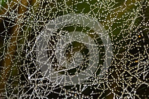 Web cobweb spiderweb net tissue spider`s web. Web in the autumn forest. Water droplets on the spider`s web