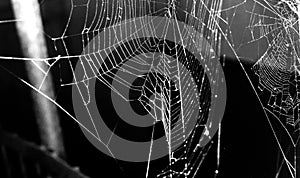 Spider web on a dark background