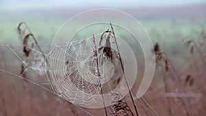 The web develops in the wind . Spider`s web.