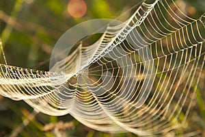 Web in dew