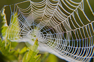 Web in dew