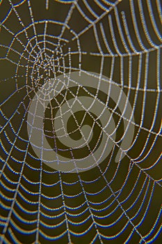 Web in dew