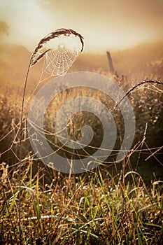 Web with dew drops on a blade of grass on a Fog background