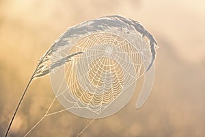 Web with dew drops on a blade of grass on a Fog background