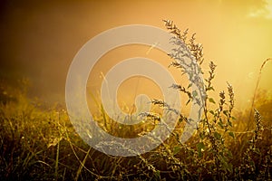 Web with dew drops on a blade of grass on a Fog background