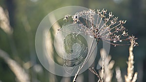 Web with dew drops on a blade of grass on a Fog background