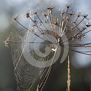 Web with dew drops on a blade of grass on a Fog background