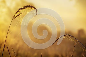 Web with dew drops on a blade of grass on a Fog background