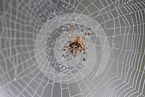 Web with dewdrops and a spider