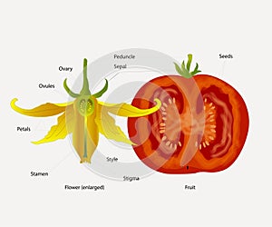 Web DICOT GERMINATION - BEAN SEEDLING..Illustration of the germination of a dicot plant