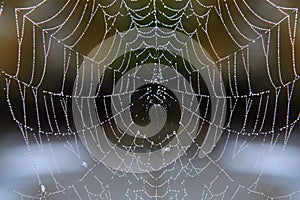 Web with drops of dew