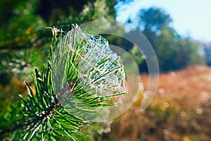 The web with drops of dew on a pine branch.