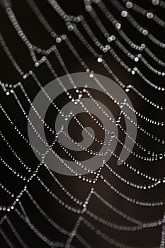 Web with dros on dark background