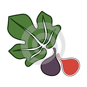 Fig vector simple illustration with leaf and halfcut photo