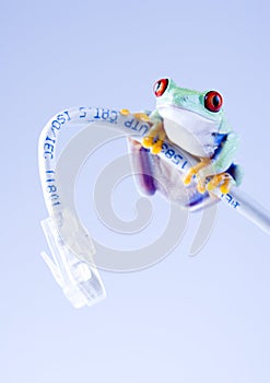 Web frog