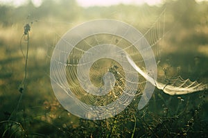 Cobweb at sunset