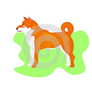 Web huskies in stand on white background. Dog icon or logo element. Vector illustration in flat style. Side view siberian husky