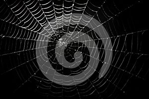 Web isolated on black background, spiderweb for Halloween theme