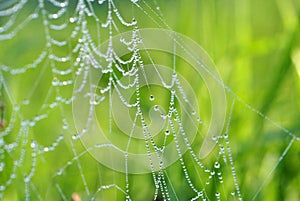 A web in the morning