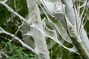 Web of a oak processionally moth in a tree