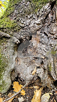 Web in an old rotten tree stump