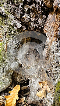 Web in an old rotten tree stump