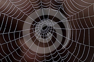 Web of pearls