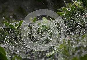Web, rain and bush