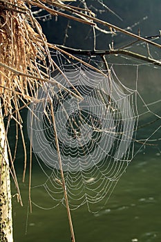 Web spider