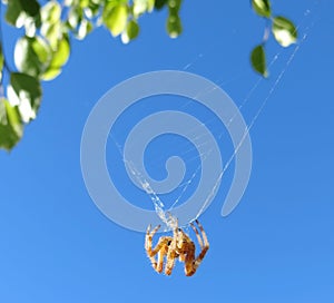 Web of a spider against sunrise in the field