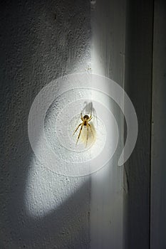 Web spider with cocoon in a white house corner in the light of a flashlight