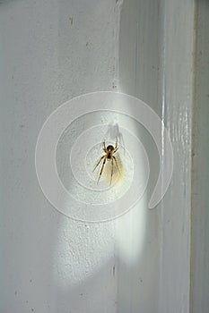 Web spider with cocoon in a white house corner in the light of a flashlight