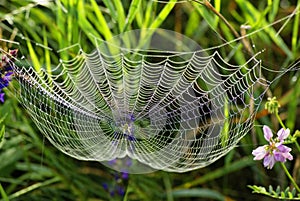 Web of the spider and dew