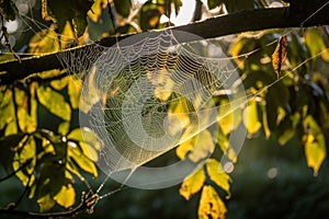 The web of the spider is placed on the trees in the rays of sunset. AI Generated