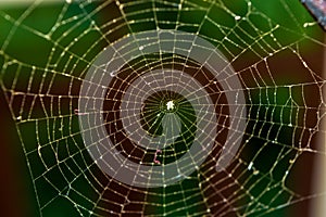 A web of spider in town at morning sunlight back light