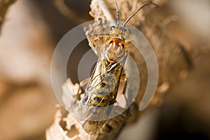 Web-spinning sawfly