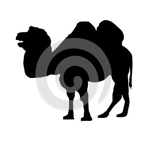 Standing camel profile vector black silhouette