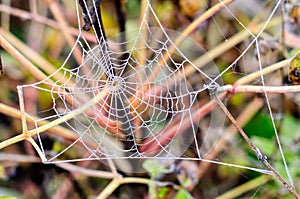 A web is stretched between autumn grasses with frozen drops of dew