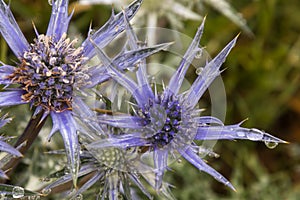 Web thistles in spring