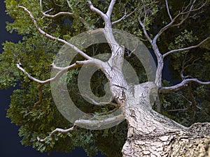 Tree branches in the night