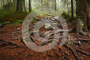 A web of tree roots growing over rocks next to a hiking trail. A wooden bench and table in background.