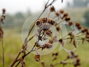 Web with water droplets on burdock
