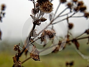 Web with water droplets on burdock