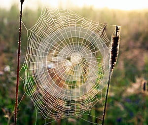 Web weaved by a spider in form of a spiral on a summer meadow photo