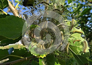 Web Worms Building The Webs On The Mulberry Tree